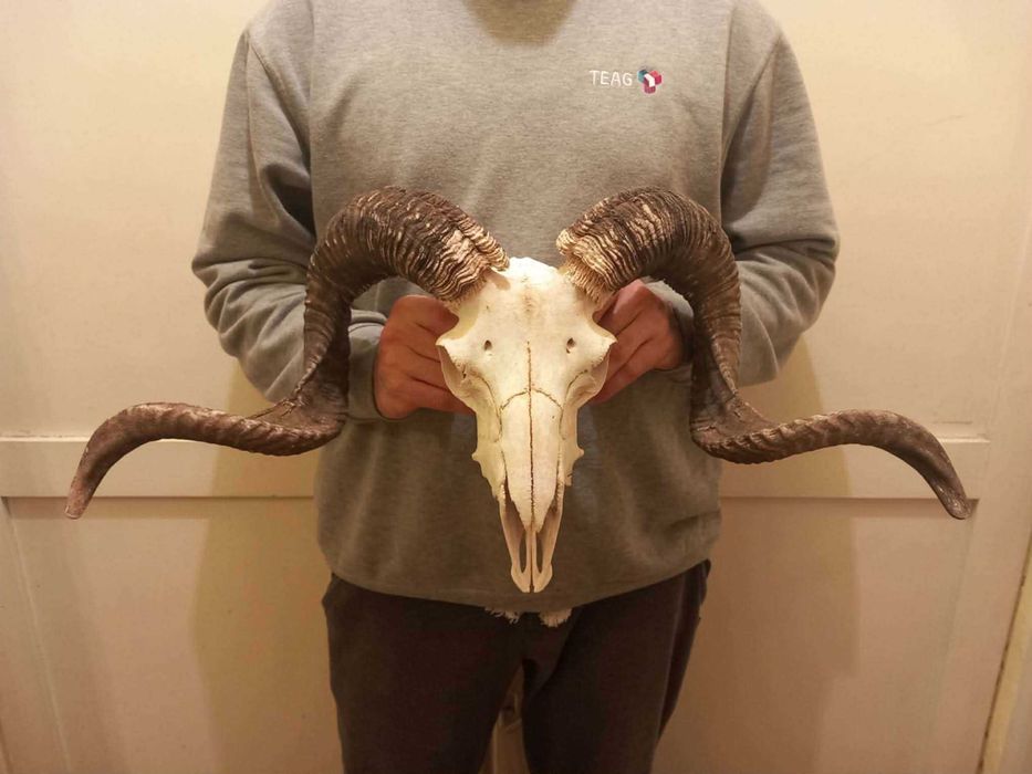 trofeu-trofee-craniu-coarne de berbec imens