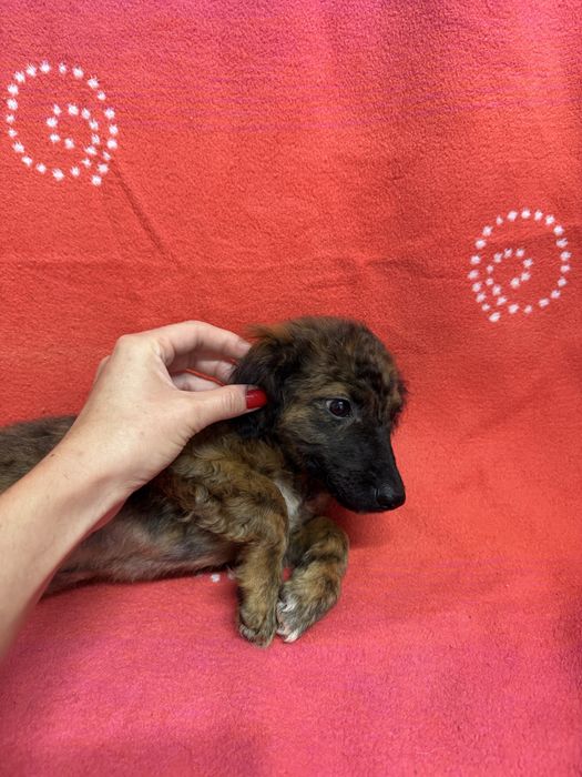 Donatie catelusa  talie mica