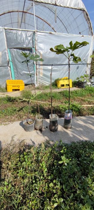 Smochin smochini galben verde diverse mărimi preț de la 15 lei