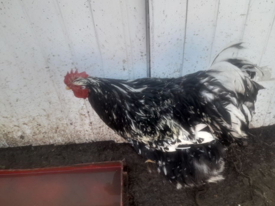 Vind sau schimb ciocinia urias