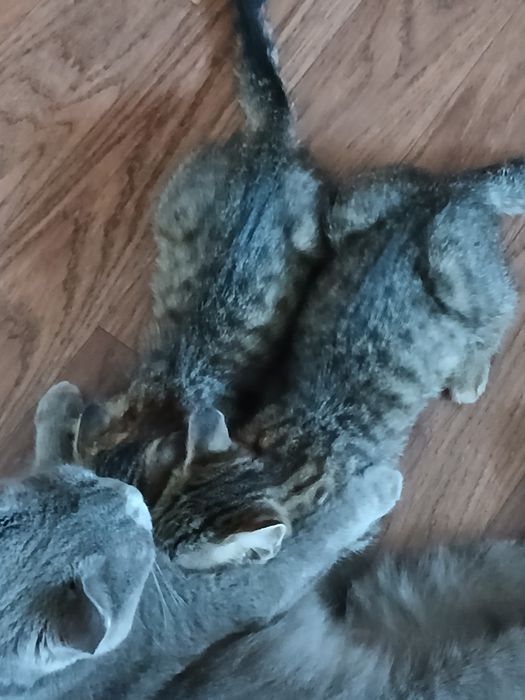 Отдам в добрые руки котята 2 мес.