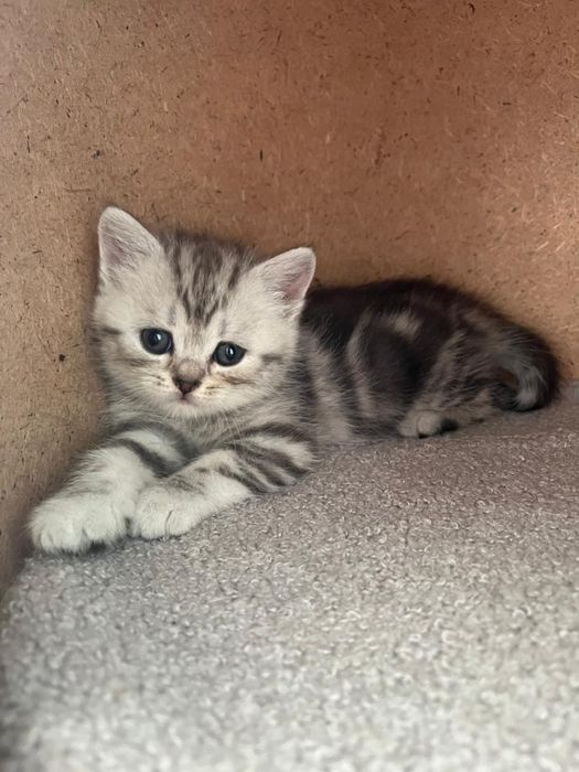 Котята Шотландцы