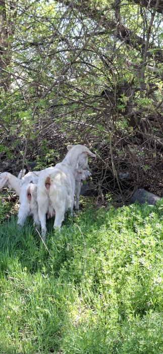 Заненский лақтар сатыдады 4  айлық