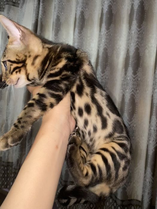 Продается бенгальский котенок