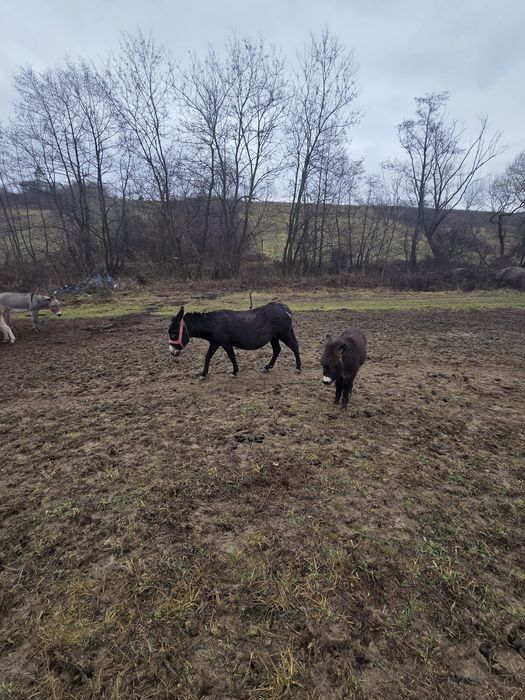 Vând 1-2  magarite cu pui mic, cu lapte