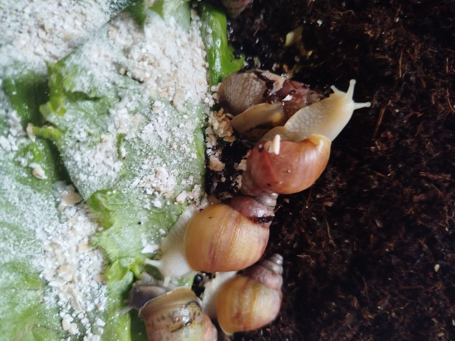 Ulitkalar sotuvda bor. Sogʻlom parvarishlangan ahvoli ideal aktiv .