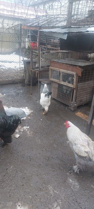 Vand perechi bratham