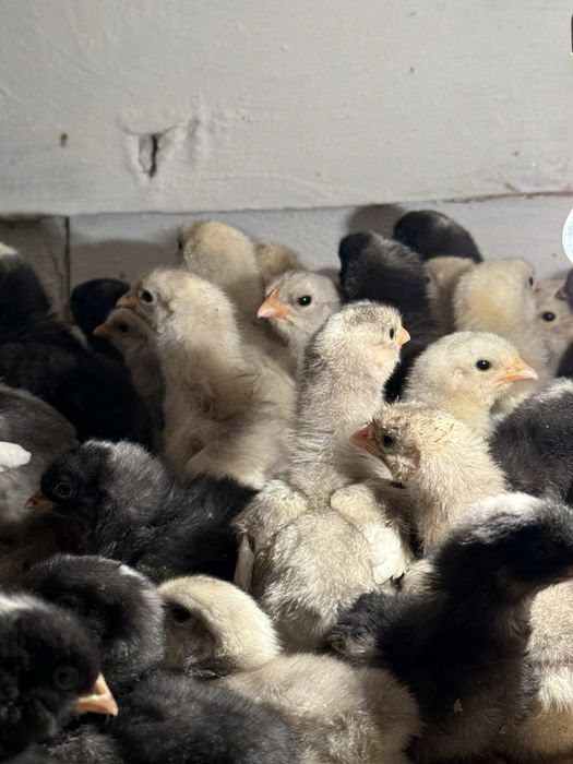 Продам цыплят породы плимутрок