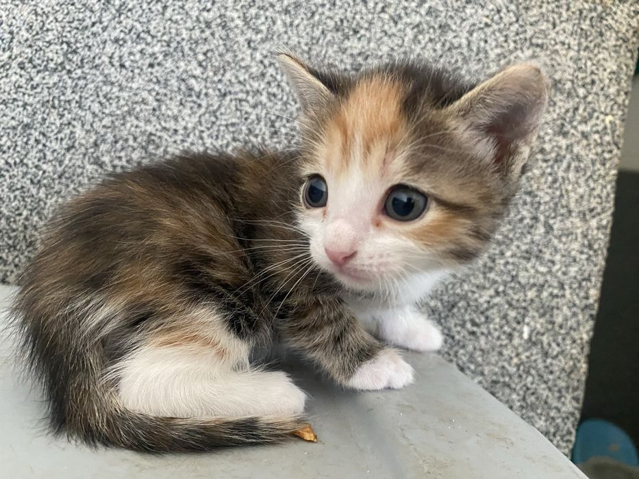 отдам котята бесплатно