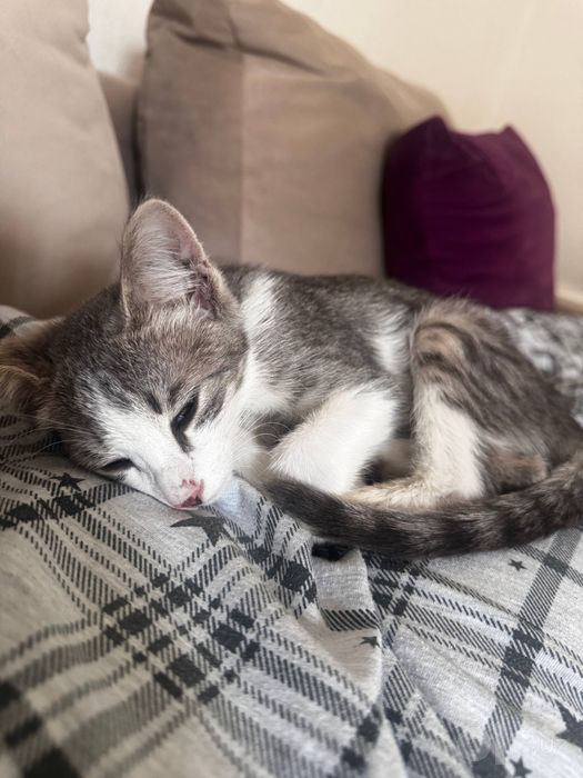 котенок отдам бесплатно