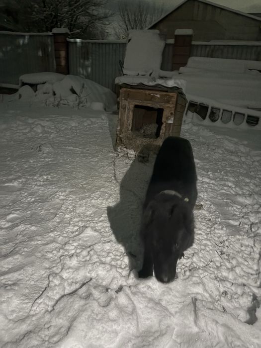 немецкая овчарка .