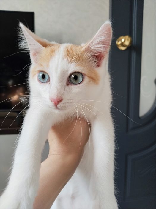 Котенок девочка ровно 4 месяца