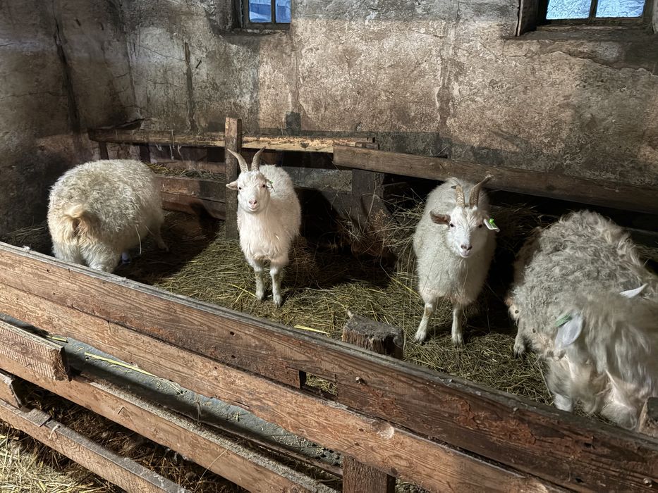 Зааненские козы