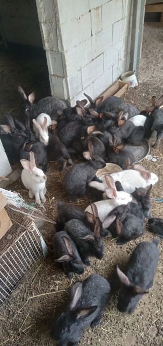 Продам кроликоов