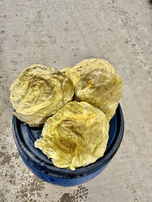 Varza murata romaneasca