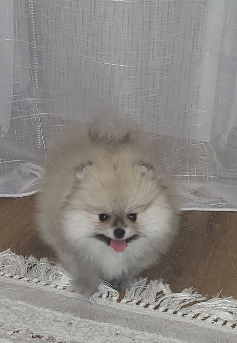 Продам щенка шпица. Девочка.