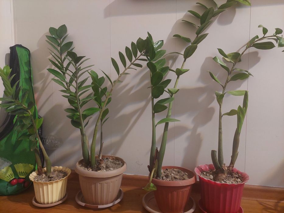 Долларовое дерево (замиокулькус)