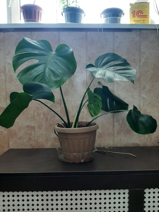 Комнатные растения