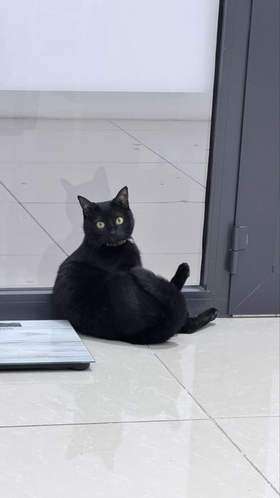 Кошка в добрые руки