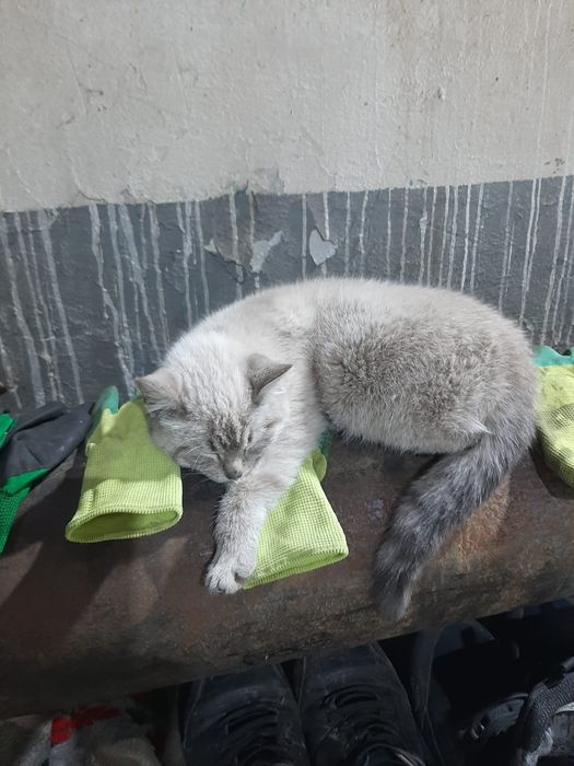 Ищет хороших добрых хозяевкошечка