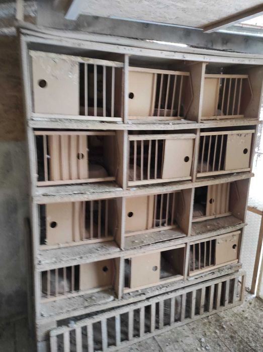 Rafturi/ boxe pentru porumbei