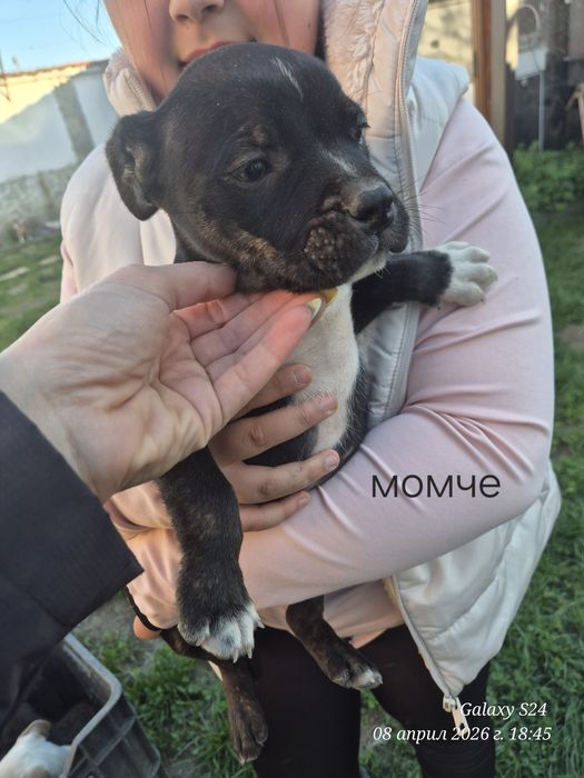 Малки Бебета питбули