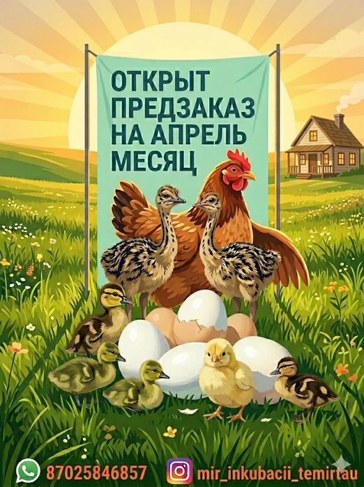 Продам яйца инкубационные, цыплята, гусята, утята.