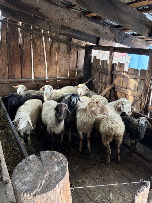 Бараны         .