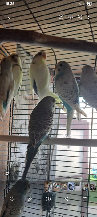 Papagali Perusi papagali