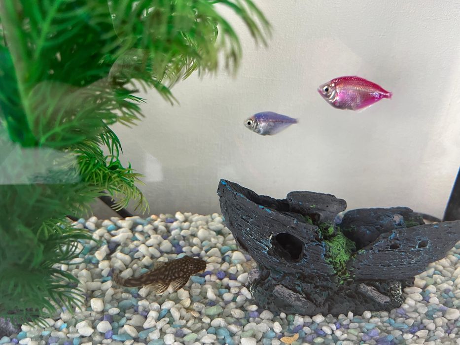 Продам аквариум с рыбками