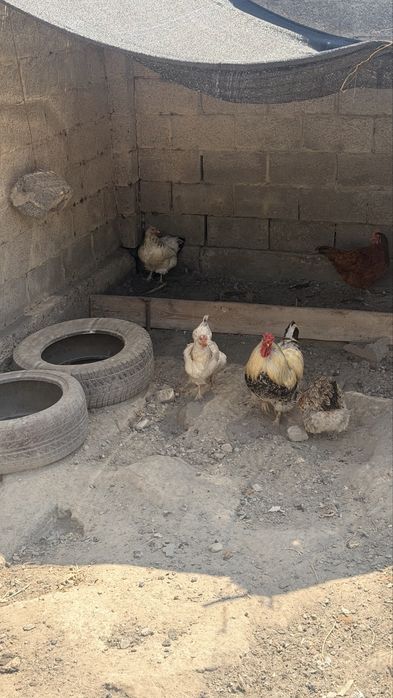 Продам 6 кур с Петухом