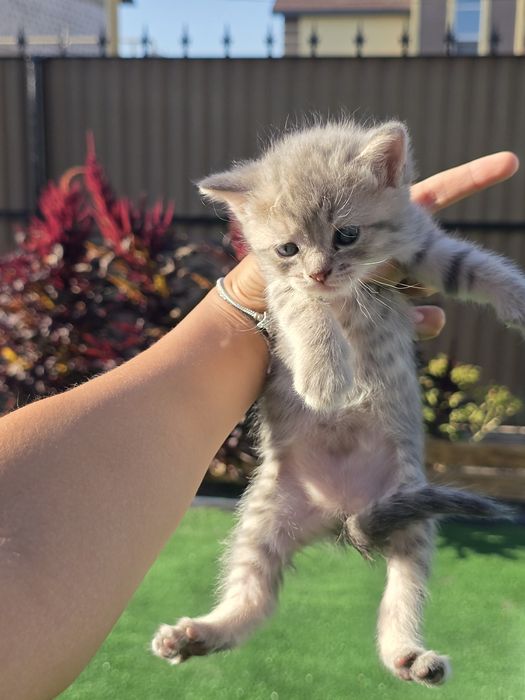 Отдаем котят в добрые руки