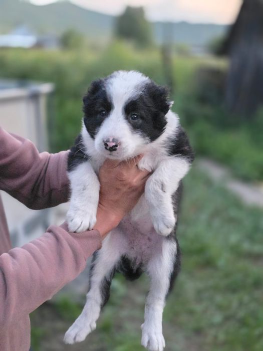 Щенки алабая 1.5 месяца