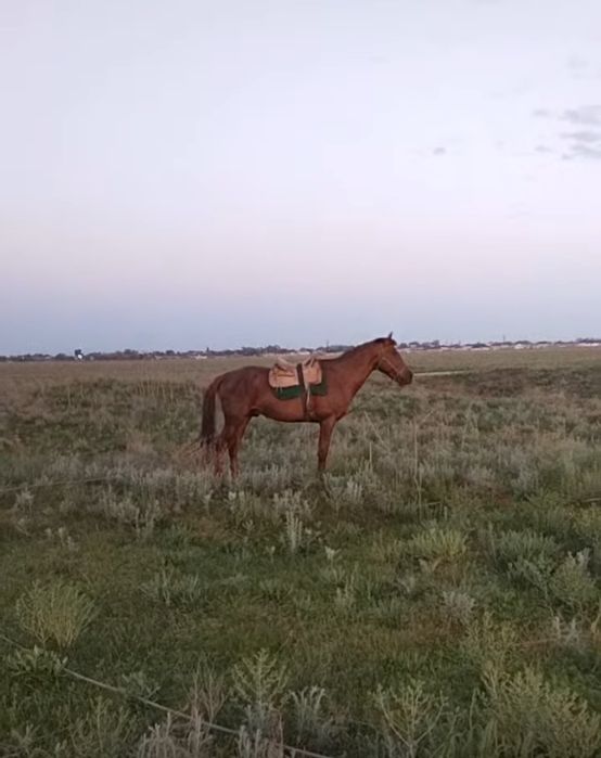 Ат  9 жас аягы сау араб каны бар