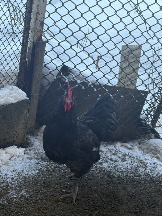 Vand cocosi australorp