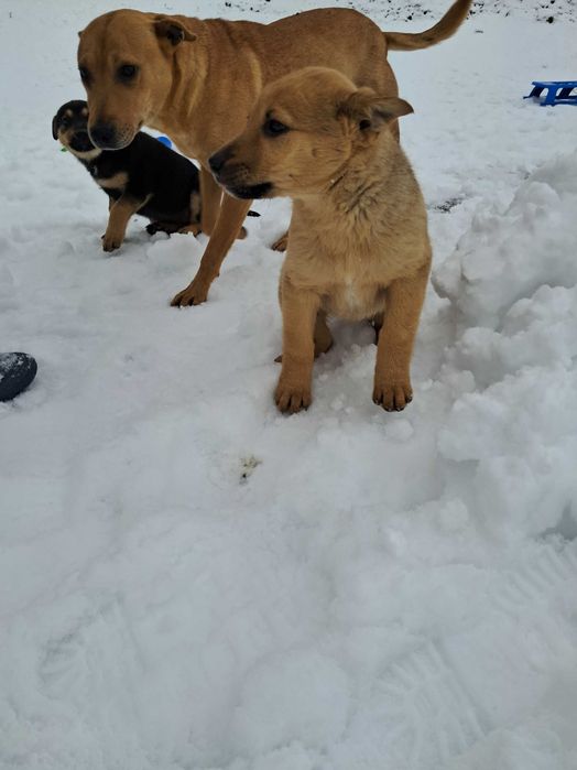 Donez 2 cățelușe metis, 9 săptămâni