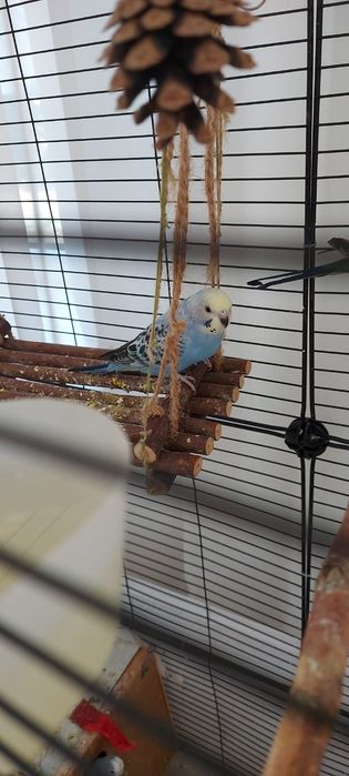 Продам попугая девочка