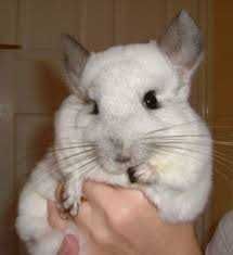 Chinchila,chinchilla,sinsila gri