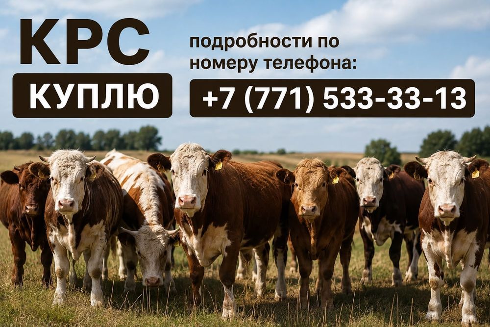 Крупно рогатый скот
