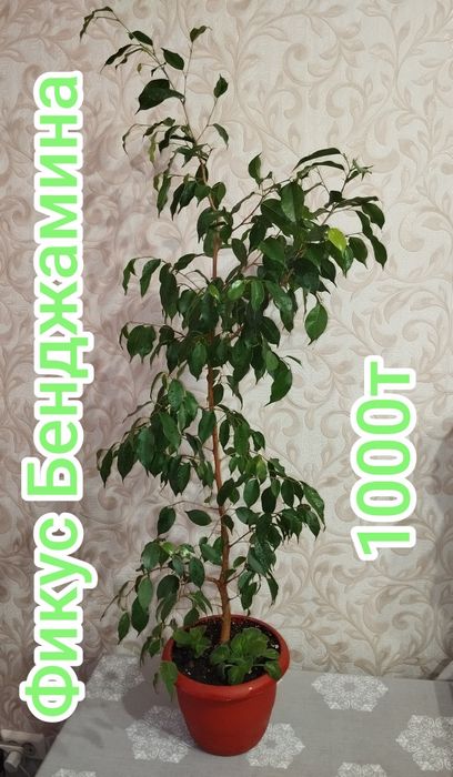 Продам Фикус Бенджамина продам