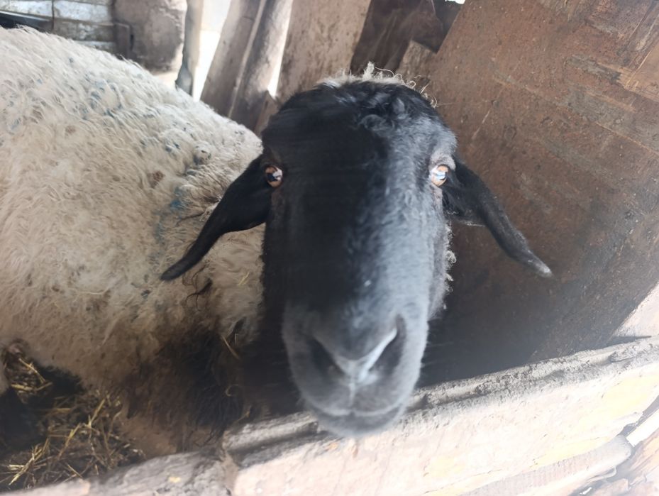 Продам кошкар кастрированный !