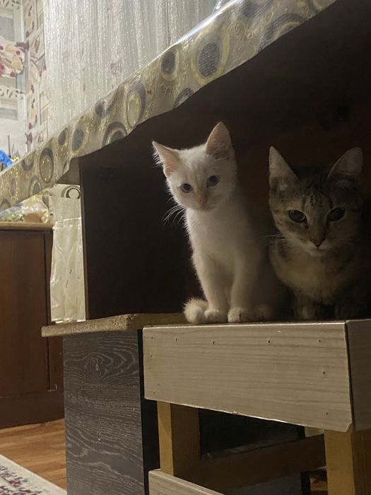 Мысықтар сатылады