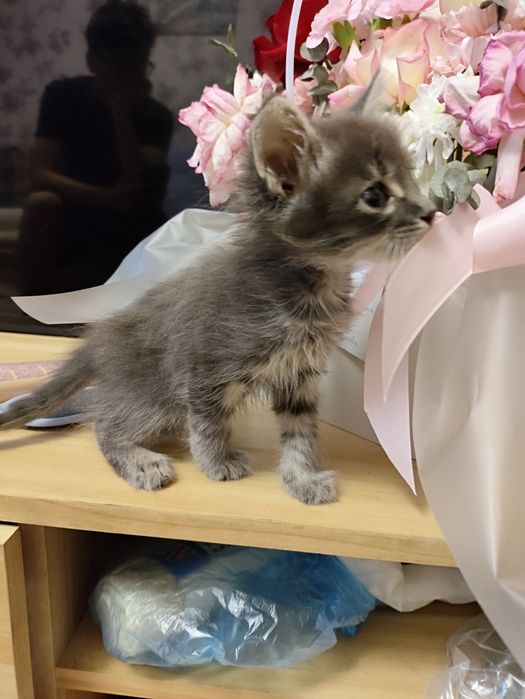 Отдам котенка в добрые руки