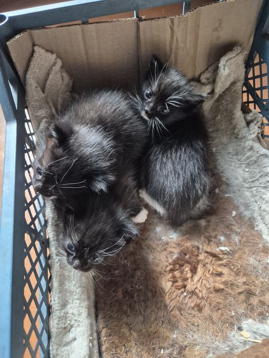 Котята в хорошие руки