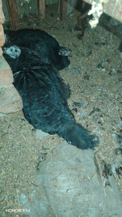 Срочна Продаю-Сотилади курка индюк тухумга отирипти