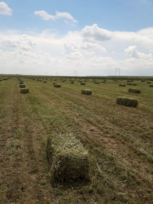 Vand porumb boabe, floarea soarelui,  lucerna