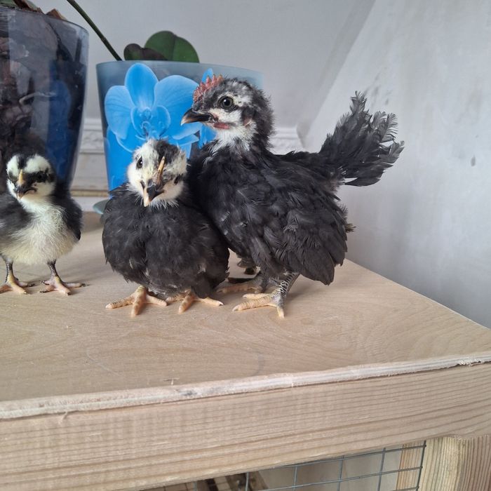 Курочки породы шабо