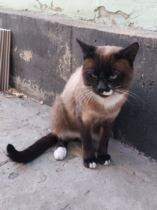 Ищем дом для кота
