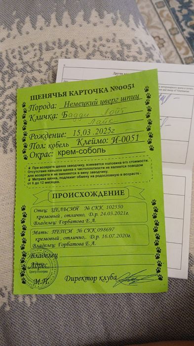 Немецкий цверг шпиц на вязку