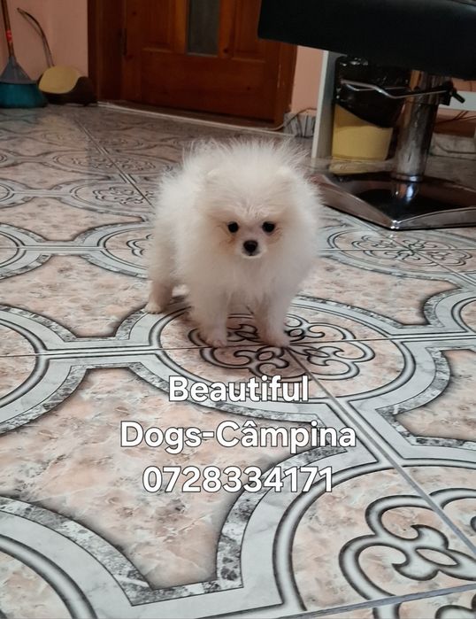 Pomeranian pui femelă, talie mică